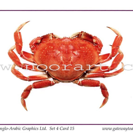 Gateway to Arabic Flashcards: Level 4