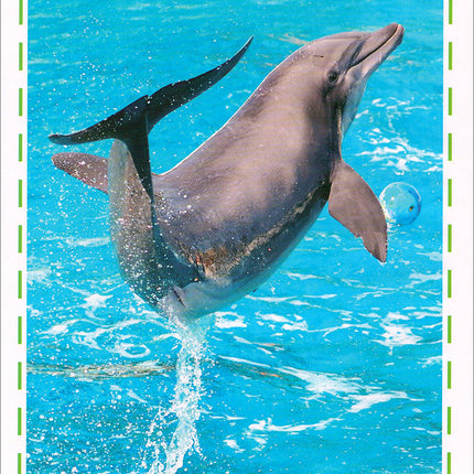 Animal's World series (Set of 6 books) سلسلة عالم الحيوانات
