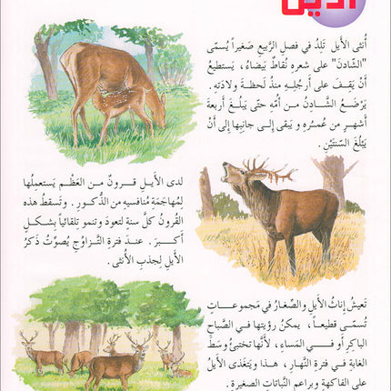 Animal's World series (Set of 6 books) سلسلة عالم الحيوانات