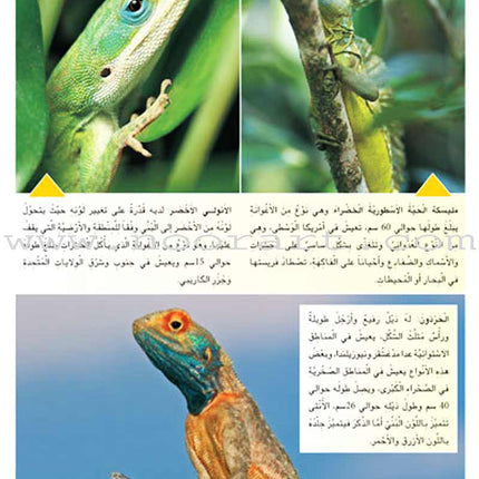 Amazing Animals of the World (8 books)