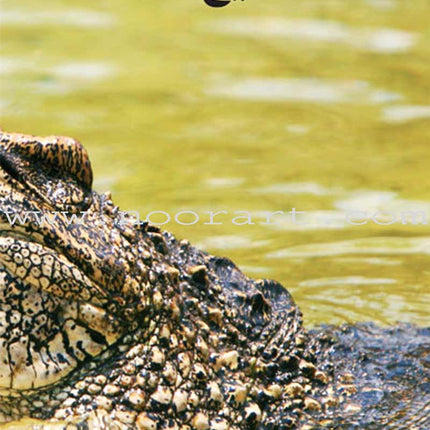 Amazing Animals of the World (8 books)