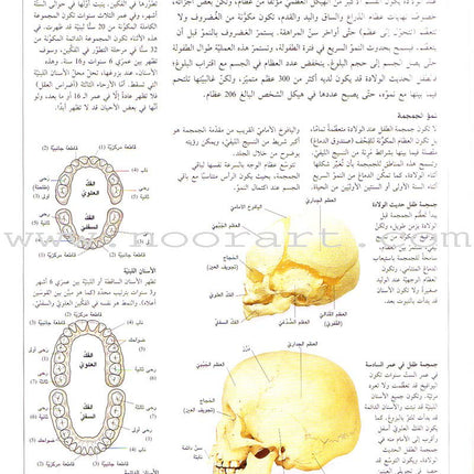 When your Child Gets Sick عندما يمرض طفلك