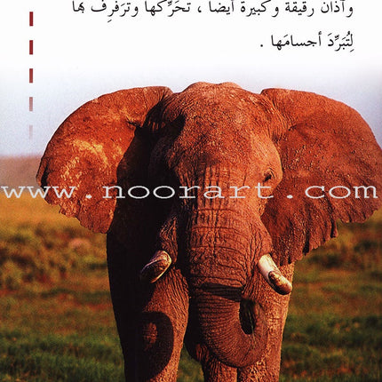 Useful Reading Series - Elephants - Level A2